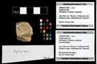 Foto (Objekt + Etikett) von Cycloprosopon sp.  (NHMW-GEO-1990-0041-4698)